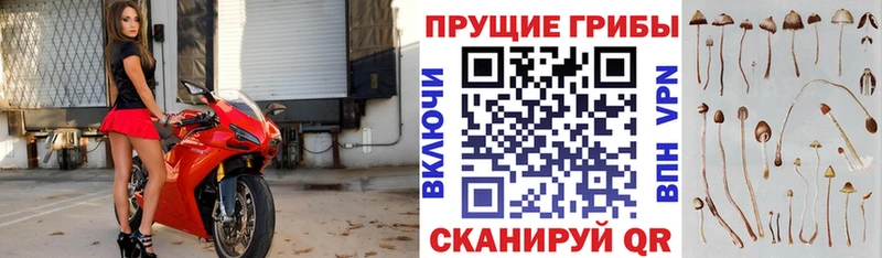 Псилоцибиновые грибы Psilocybine cubensis Обь
